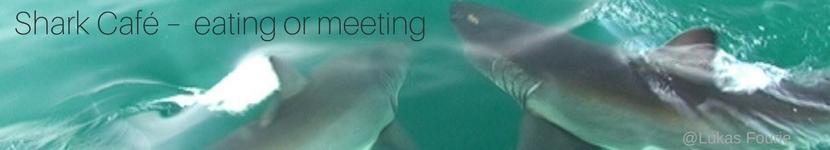 White Shark Cafe eating or meeting blog banner
