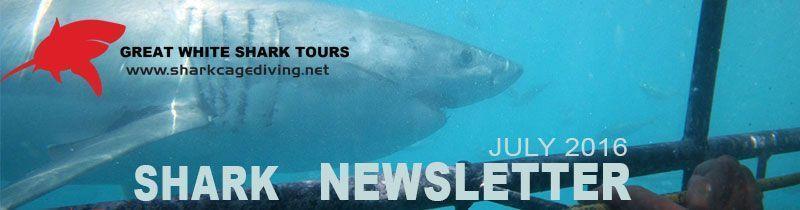 shark newsletter header
