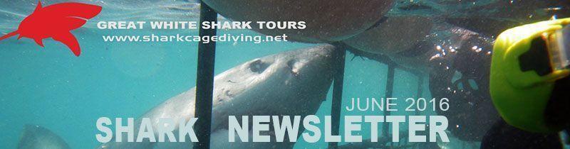 shark newsletter headerjuly