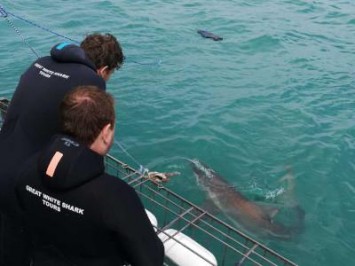 Daily Shark Cage Diving Blog - 13 October 2019