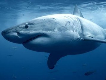 A great white shark called Nicole is finally coming home