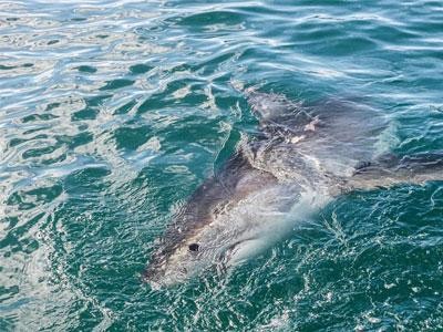 Daily Shark Cage Diving Blog 2 December 2019