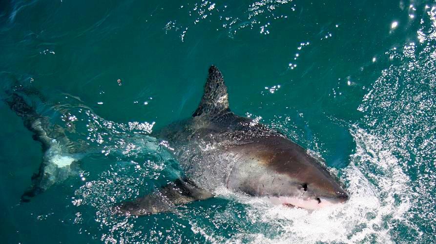 Scientists have an explanation why there is an increase of shark