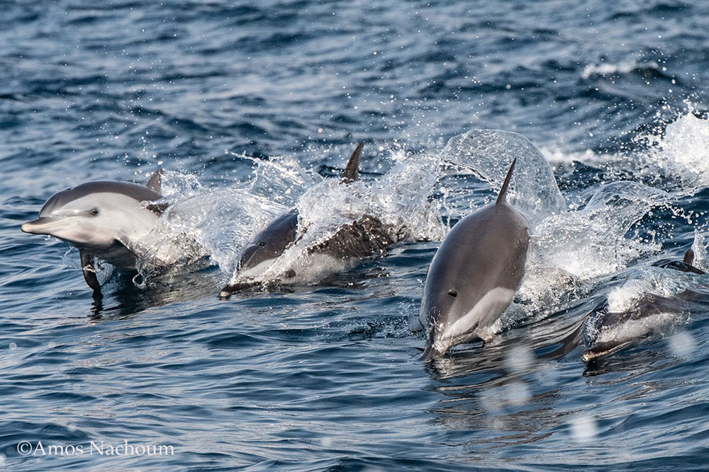 cute baby dolphin jumping