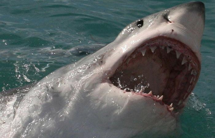 A great white can go through 20 000 razor sharp teeth in one life