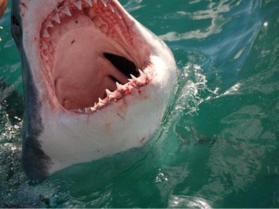 bull shark teeth rows