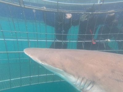 Daily Shark Cage Diving Blog 30 December 19 Shark Cage Diving With Great White Shark Tours